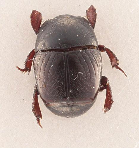Hypocaccus crassipes